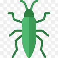 昆虫蚤、虱、鼠-臭虫-空若网 昆虫蚤、虱、鼠-臭虫-空若网