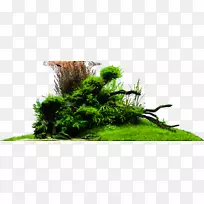 Ö²Îï²ÝÊÒÄÚÖ²Îï-Ë®µÄÉè¼ÆÌìÒ°Ö®ÃÖ-¿ÕÈôÍø Ö²Îï²ÝÊÒÄÚÖ²Îï-Ë®µÄÉè¼ÆÌìÒ°Ö®ÃÖ-¿ÕÈôÍø