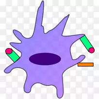 树突状细胞树突收缩免疫系统剪贴术树突状细胞-空若网 树突状细胞树突收缩免疫系统剪贴术树突状细胞-空若网