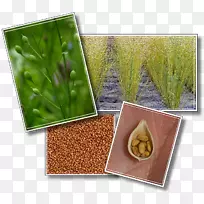 草本骆驼草超级食品-商品-空若网 草本骆驼草超级食品-商品-空若网