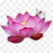 睡莲花水百合画粉红色埃及莲花-空若网 睡莲花水百合画粉红色埃及莲花-空若网
