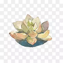 ÈâÖÊÖ²ÎïË®²Ê»Ò¶Èⱦ±¦-¿ÕÈôÍø ÈâÖÊÖ²ÎïË®²Ê»Ò¶Èⱦ±¦-¿ÕÈôÍø