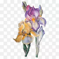 奥里斯根虹膜花眼艺术-花-空若网 奥里斯根虹膜花眼艺术-花-空若网