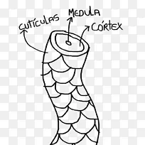 ë·¢²©¿Í¼¹×µ¶¯ÎïÁ³Schwarzkopf-ƤÖÊ-¿ÕÈôÍø ë·¢²©¿Í¼¹×µ¶¯ÎïÁ³Schwarzkopf-ƤÖÊ-¿ÕÈôÍø