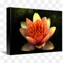 ������Ӱ����ֲ��-������