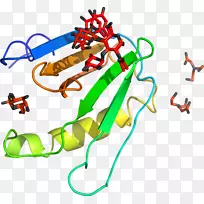 ֱ�ߵ����ﶯ���������-������