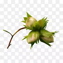 花奥格里斯果坚果花-空若网 花奥格里斯果坚果花-空若网