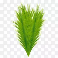 甜草陆生植物叶草叶-空若网 甜草陆生植物叶草叶-空若网