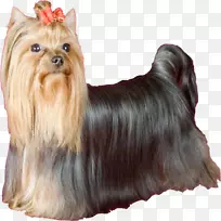 约克郡猎犬澳大利亚丝绸猎犬澳大利亚猎犬凯恩猎犬莫基约克郡猎犬-空若网 约克郡猎犬澳大利亚丝绸猎犬澳大利亚猎犬凯恩猎犬莫基约克郡猎犬-空若网