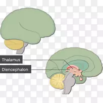 人脑解剖神经系统脑干脑功能-空若网 人脑解剖神经系统脑干脑功能-空若网