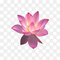 埃及莲花玉髓剪贴画-莲花-空若网 埃及莲花玉髓剪贴画-莲花-空若网