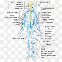 周围神经中枢神经系统脊髓脑-空若网 周围神经中枢神经系统脊髓脑-空若网