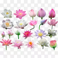 莲花插花艺术-莲花-空若网 莲花插花艺术-莲花-空若网