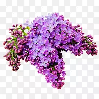 紫丁香花-一束美丽的花朵-空若网 紫丁香花-一束美丽的花朵-空若网