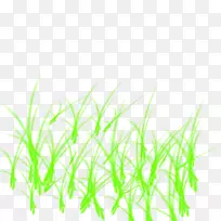 甜草绿线水族馆线-空若网 甜草绿线水族馆线-空若网