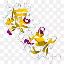 神奇果糖蛋白味觉受体-空若网 神奇果糖蛋白味觉受体-空若网
