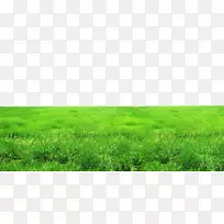 草地生态草坪草墙纸无花果绿草-空若网 草地生态草坪草墙纸无花果绿草-空若网