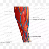 ƽ����Ƽ����ֱ����-������