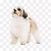 史祖哈凡狗拉萨阿普索小狗品种-空若网 史祖哈凡狗拉萨阿普索小狗品种-空若网