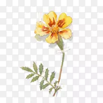 植物切花蔷薇科分枝植物茎-水彩花-空若网 植物切花蔷薇科分枝植物茎-水彩花-空若网