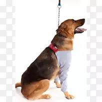 澳洲牛犬培育小狗手术-猫-空若网 澳洲牛犬培育小狗手术-猫-空若网