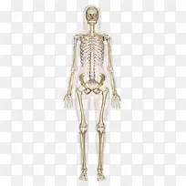 骨骼系统人体骨骼人体骨解剖人体解剖-空若网 骨骼系统人体骨骼人体骨解剖人体解剖-空若网