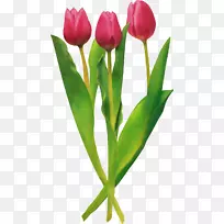 郁金香切花剪贴画-郁金香-空若网 郁金香切花剪贴画-郁金香-空若网