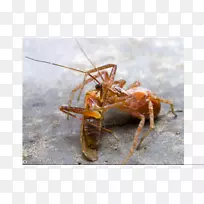 昆虫动物源性食物十足目昆虫-空若网 昆虫动物源性食物十足目昆虫-空若网