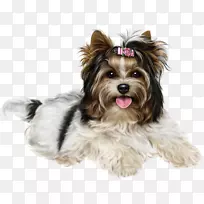 英国约克郡猎犬比格猎犬马耳他犬-小狗-空若网 英国约克郡猎犬比格猎犬马耳他犬-小狗-空若网