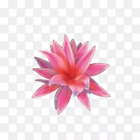 水彩画画-莲花-空若网 水彩画画-莲花-空若网