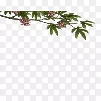 小枝植物茎叶开花植物叶-空若网 小枝植物茎叶开花植物叶-空若网