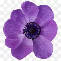 海葵花瓣紫桌面壁纸-花-空若网 海葵花瓣紫桌面壁纸-花-空若网