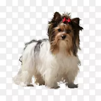 约克郡猎犬,澳大利亚丝毛猎犬,哈瓦尼斯小狗-小狗-空若网 约克郡猎犬,澳大利亚丝毛猎犬,哈瓦尼斯小狗-小狗-空若网