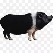 家猪爱德华剪贴画-猪水彩-空若网 家猪爱德华剪贴画-猪水彩-空若网