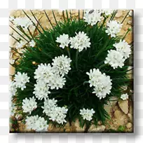 ���̽�����������ֲ����ʯ԰����ֲ��-������