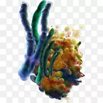 海藻海藻-空若网 海藻海藻-空若网