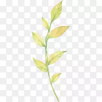叶植物茎草.芦荟水彩-空若网 叶植物茎草.芦荟水彩-空若网