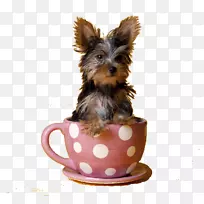 约克郡小狗博美犬苏格兰猎犬茶犬-空若网 约克郡小狗博美犬苏格兰猎犬茶犬-空若网