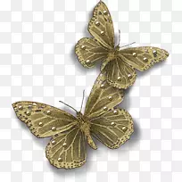 蝴蝶昆虫若虫蛾-复古灰蝶-空若网 蝴蝶昆虫若虫蛾-复古灰蝶-空若网