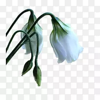 ���������鱦����Ŷ�װ�β���-������