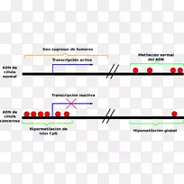 DNA甲基化表观遗传学cpg岛启动子-空若网 DNA甲基化表观遗传学cpg岛启动子-空若网