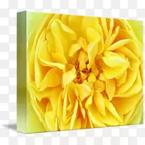 花卉设计切花花瓣花-空若网 花卉设计切花花瓣花-空若网