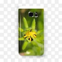 ���洫������Ҷ����-������