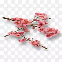 普通梅花-空若网 普通梅花-空若网