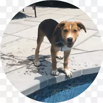 犬种比格鼻子快乐宠物-空若网 犬种比格鼻子快乐宠物-空若网