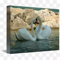 苏尼尼动物群-水色天鹅-空若网 苏尼尼动物群-水色天鹅-空若网