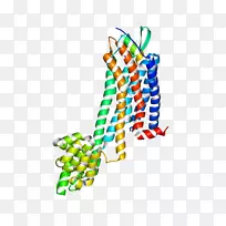 �ߵ�Ь��������-������