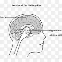 女性大脑小脑神经系统脑干-脑-空若网 女性大脑小脑神经系统脑干-脑-空若网