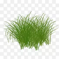 甜草香根草麦草水族馆菊花顶景放松-空若网 甜草香根草麦草水族馆菊花顶景放松-空若网