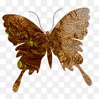 毛茸茸的蝴蝶蛾博客蛹-蝴蝶-空若网 毛茸茸的蝴蝶蛾博客蛹-蝴蝶-空若网